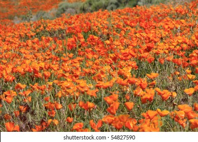 Antelope Valley California Poppy Reserve Stock Photo 54827590