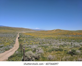 Antelope Valley California Poppy Reserve, Spring Bloom