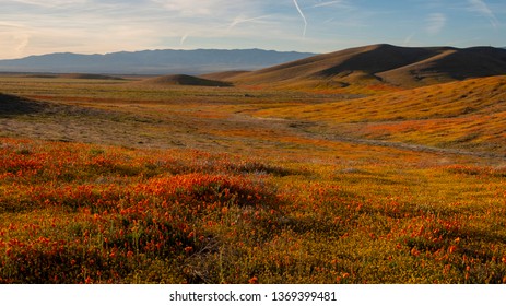 Antelope Valley Poppy Reserve