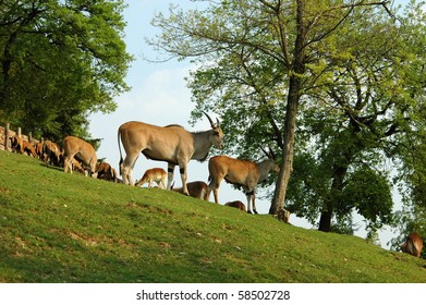 Antelopes