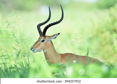 Antelopes - African Wildlife Background 