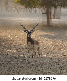 Antelopes Comprise A Wastebasket Taxon (miscellaneous Group) Within The Family Bovidae, Encompassing All Old World Ruminants That Are Not Bovines, Sheep, Or Goats. All Antelopes Are Closely 