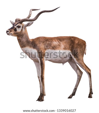 Antelopes isolated on white background
