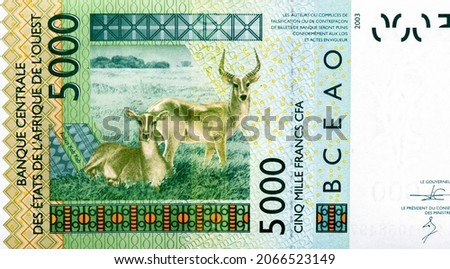 Antelopes (Kobus kob). Portrait from Western African States 5000 Francs 2003 Banknotes. CFA franc is used in 14 African countries. 