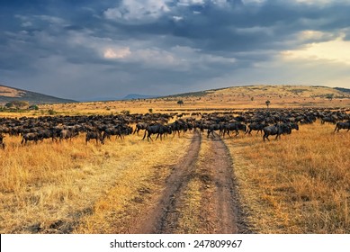 Antelopes Wildebeest Crossing The Road. Great Migration. Kenya