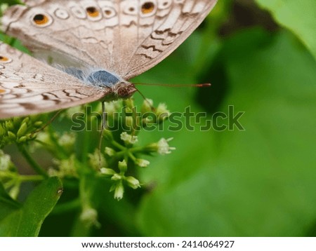 antennae, asterocampa, attractive, beautiful, brush, bush, butterfly, celtis, close, closeup, color, emperor, flowers, flying, garden, green, hackberry, insect, lepidoptera, natural, nature, pattern, 