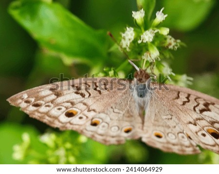 antennae, asterocampa, attractive, beautiful, brush, bush, butterfly, celtis, close, closeup, color, emperor, flowers, flying, garden, green, hackberry, insect, lepidoptera, natural, nature, pattern, 