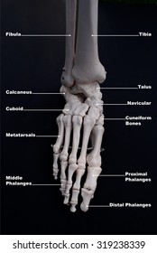 Anterior View of The Bones of The Foot, Labelled 
