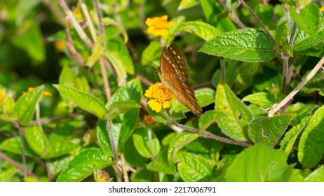 
Anthanassa Texana, The Texan Crescentspot, Is A Species Of Butterfly In The Family Nymphalidae. It Is Found From Guatemala North Through Mexico To Southern California, East Across The Southern United