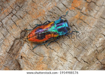 Anthaxia candens Buprestidae krasec tresnovy jewel-beetle Coleoptera
