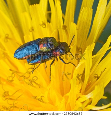 Anthaxia is a genus of beetles in the family Buprestidae on a dandelion flower
