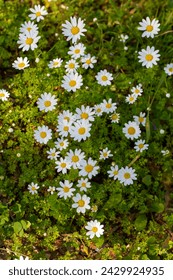 Anthemis cotula, also known as stinking chamomiles - white daisy
