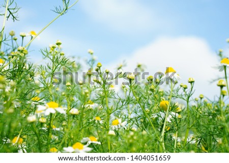 Anthemis nobilis, Roman camomile, Chamaemelum nobile flowers are blooming at botanical garden in Tokyo Japan in May with blue sky.