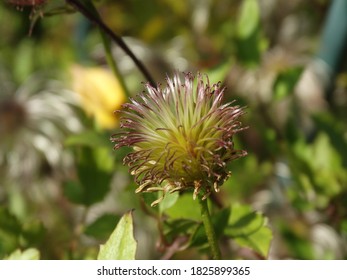 Anther Of The Clematis Tangutica