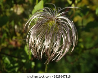 Anther Of The Clematis Tangutica