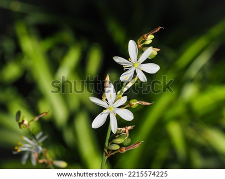 Anthericum Ramosum or Liliago, known as branched St Bernard's-lily, white small flowers, close up. Branched anthericum is perennial, herbaceous plant of the family 	Asparagaceae, subfamily Agavoideae.