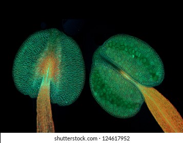 Anthers of thale cress (Arabidopsis thaliana), fluorescence micrograph
