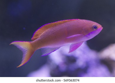 Anthias Fish In Aquarium