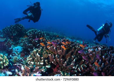 Anthias Fish Swimming Around Divers Exploring Rainbow Reef