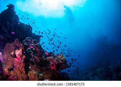 Anthias fish swimming over the reef - Shutterstock ID 1581407173