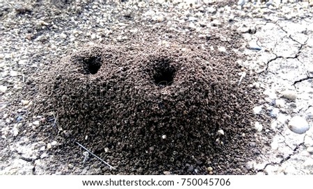 anthill, ant's home inside soil nature wildlife