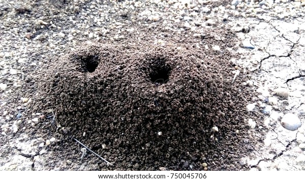 Anthill Ants Home Inside Soil Nature Stock Photo (Edit Now) 750045706