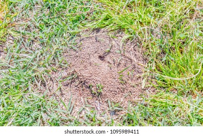 Anthill Images, Stock Photos & Vectors | Shutterstock