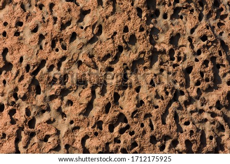 Anthill Colony Open Tunnel Complex Texture