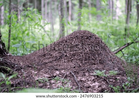 an anthill in the forest