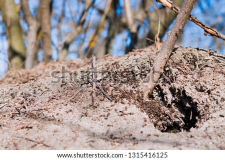 anthill in forest scene. Forest anthill. Anthill in spring forest scene 