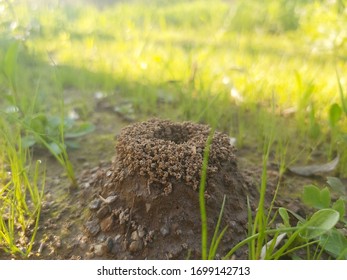 An Anthill In The Garden