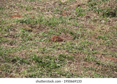 Anthill Made With Brown Dirt On Green And Brown Grass Lawn 