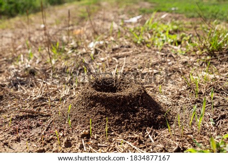 Anthill on a background of fresh greenery. Details of the wild life of ants.