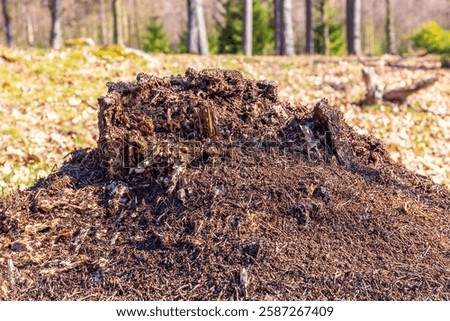 Anthill on an old tree stump in a meadow