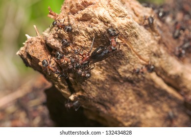 Anthill on a tree trunk close up