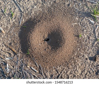 Anthill Images, Stock Photos & Vectors | Shutterstock