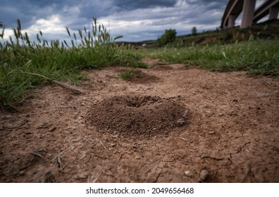 Anthill In The Sand With Little Ants Inside