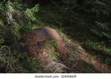 Anthill in shadow of pine trees.