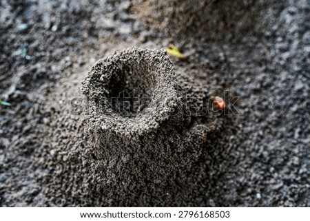 Anthill structure built from soil, showing an essential insect home in nature