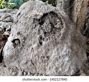 Anthill under the tree base 