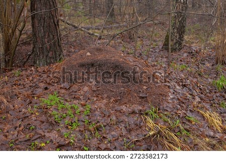 anthill in the wild and beatiful forest