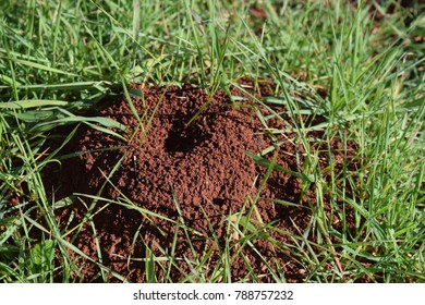 Anthill Woodsmarmaristurkey Stock Photo 788757232 