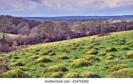 Anthills On An Ancient Wealden Meadow