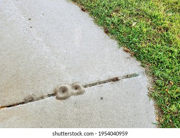 Anthills On Sidewalk By Grass