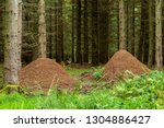 Anthills in a spruce forest