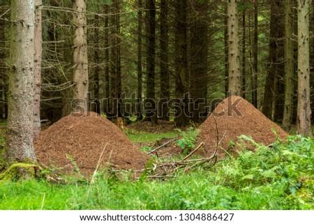 Anthills in a spruce forest