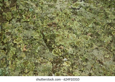 Anthoceros Lichen Growing On Sandstone