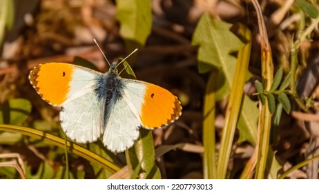 Anthocharis Cardamines, Orange Tip Butterfly, On A Sunny Summer Day Near Bad Griesbach, Bavaria, Germany