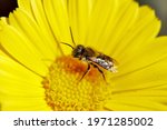Anthophila, The anthophiles, commonly known as bees, are a clade of hymenopteran insects, with no taxonomic location, within the Apoidea superfamily. It is a monophyletic lineage with more than 20,000