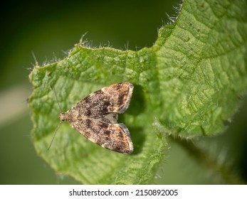 Anthophila Fabriciana, Aka The Nettle Tap Moth. UK.